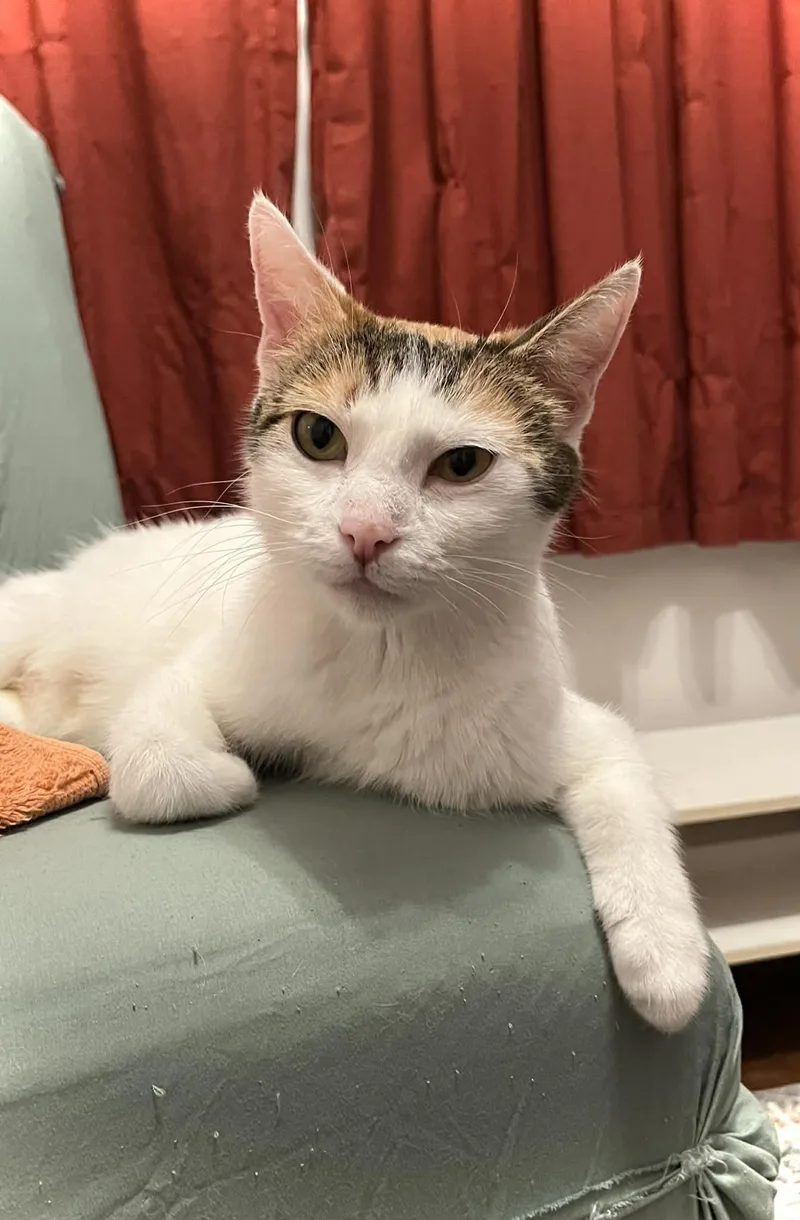 An adult medium-sized female Calico Domestic Short Hair cat named Machine for adoption in Kalamazoo, MI