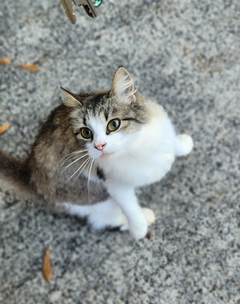 An adult small-sized female Calico cat named Rainbow for adoption in Chattanooga, TN