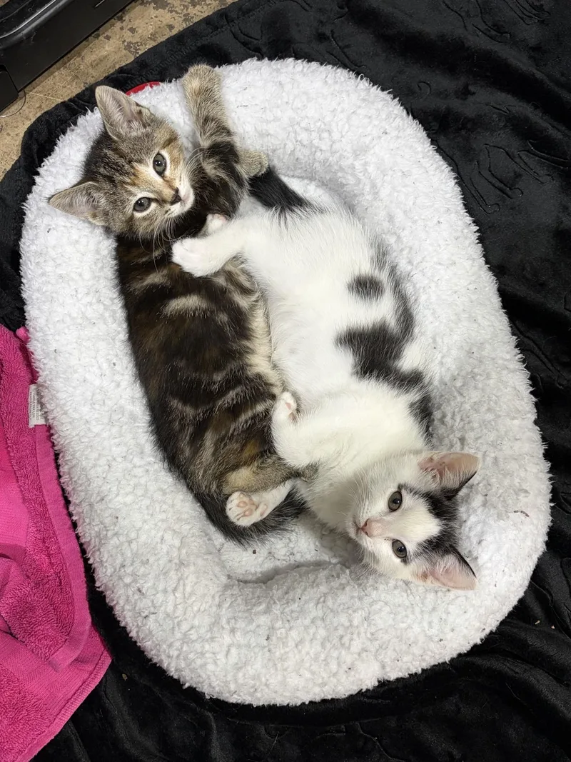 A baby medium-sized female White Domestic Short Hair cat named Seer for adoption in Murfreesboro, TN