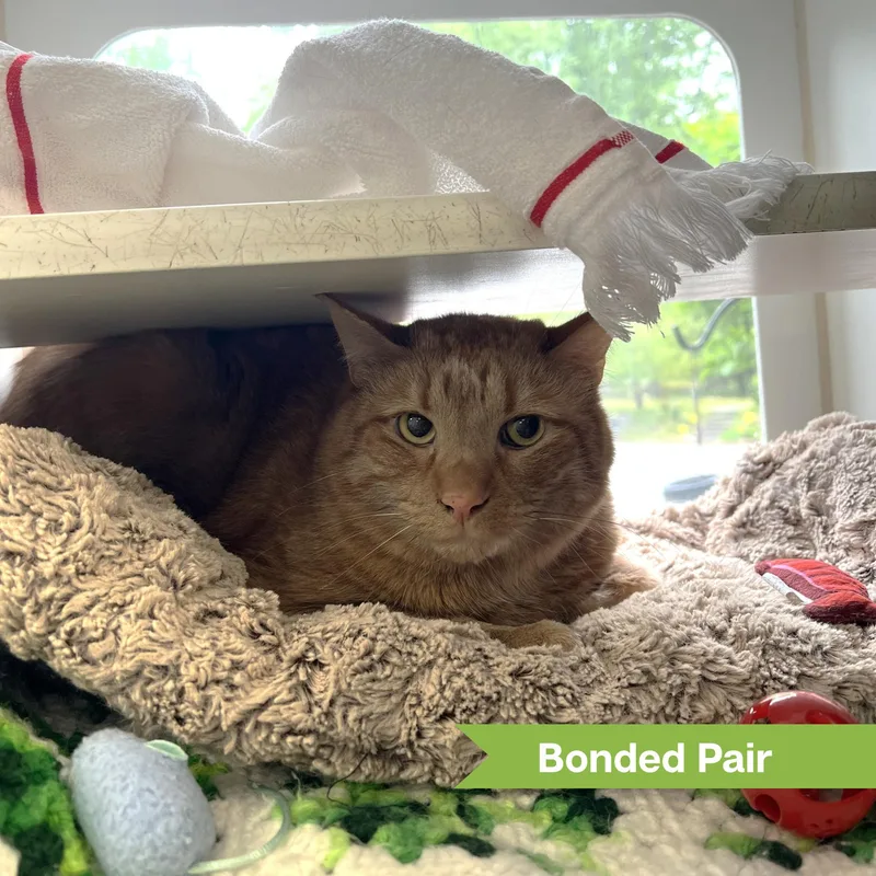 A senior large-sized male Domestic Short Hair cat named Leo for adoption in Reisterstown, MD