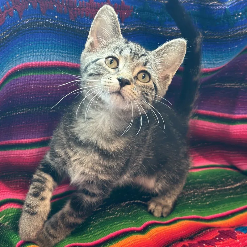 A baby small-sized male Brown / Chocolate Domestic Short Hair cat named Fum for adoption in Matteson, IL