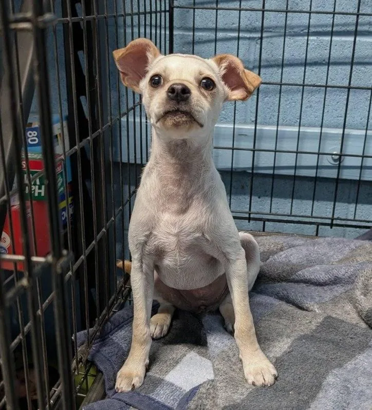 A young small-sized female Chihuahua dog named Jb for adoption in Benson, AZ