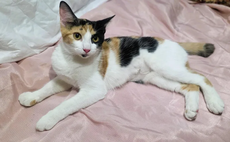 A baby small-sized female Calico cat named Michita for adoption in San Juan, PR