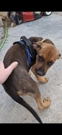 A baby small-sized female Tricolor (Brown, Black, & White) Hound dog named Scarlett for adoption in Colorado Springs, CO