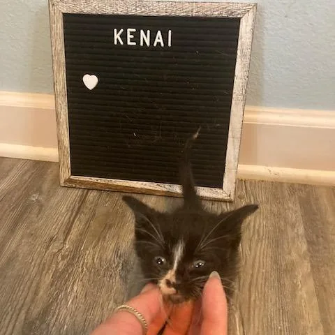 A baby small-sized male Black Domestic Short Hair cat named Kenai C for adoption in Princeton, MN