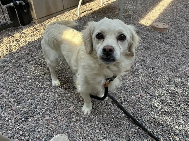 An adult small-sized male Cavalier King Charles Spaniel dog named Terry for adoption in Mesa, AZ