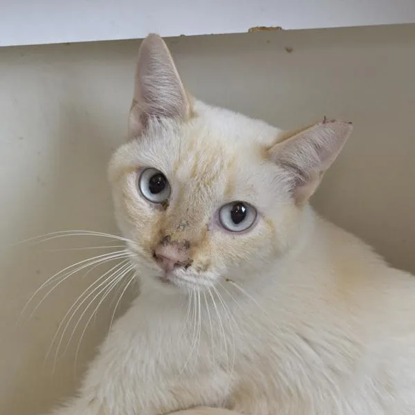 An adult small-sized male Domestic Short Hair cat named Sour Patch Kid for adoption in Austin, TX