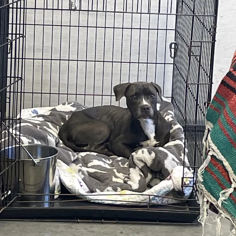An adult medium-sized female Gray / Blue / Silver Mixed Breed dog named Pearl for adoption in Dickinson, TX