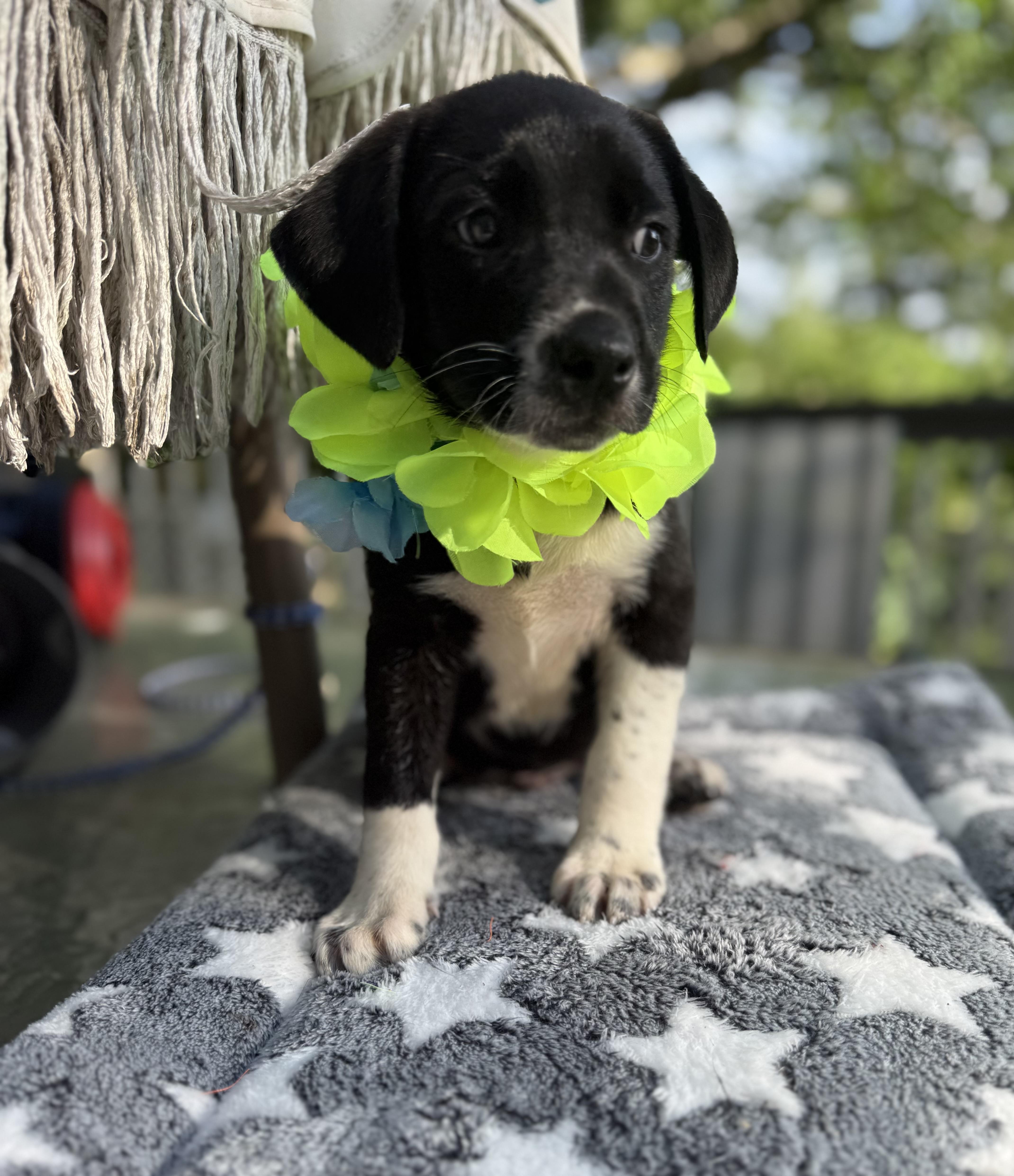 Scout