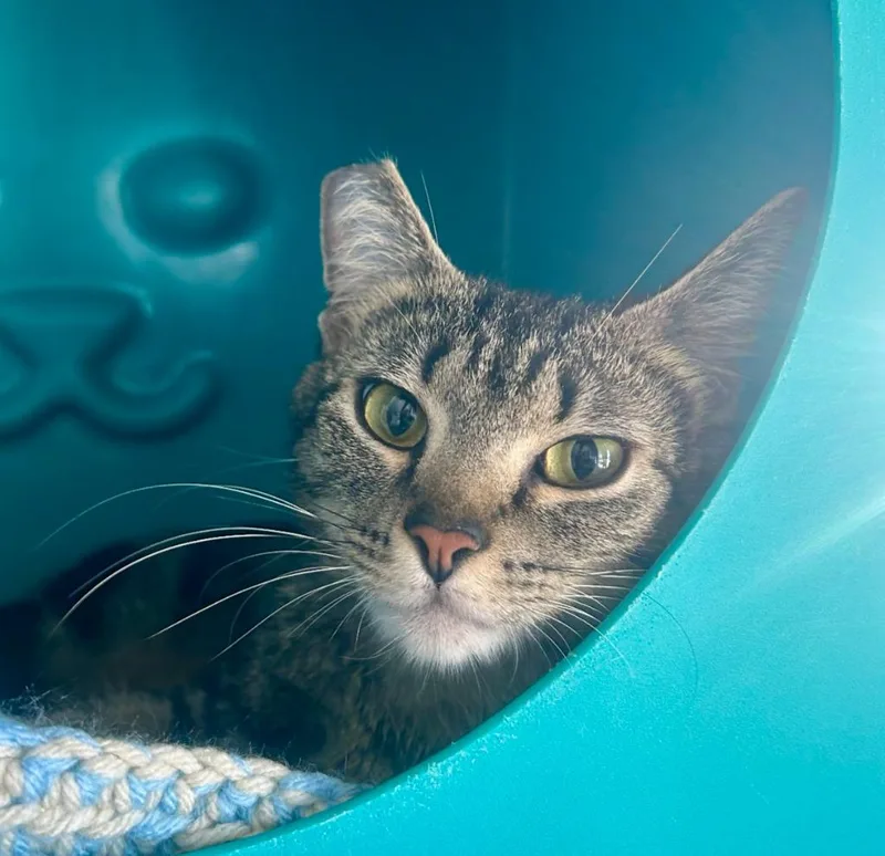 A baby medium-sized female Domestic Short Hair cat named Lunar Eclipse for adoption in Shoreline, WA