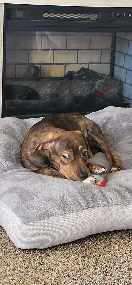 A baby large-sized female Brindle Mixed Breed dog named Blossom for adoption in Lansing, MI