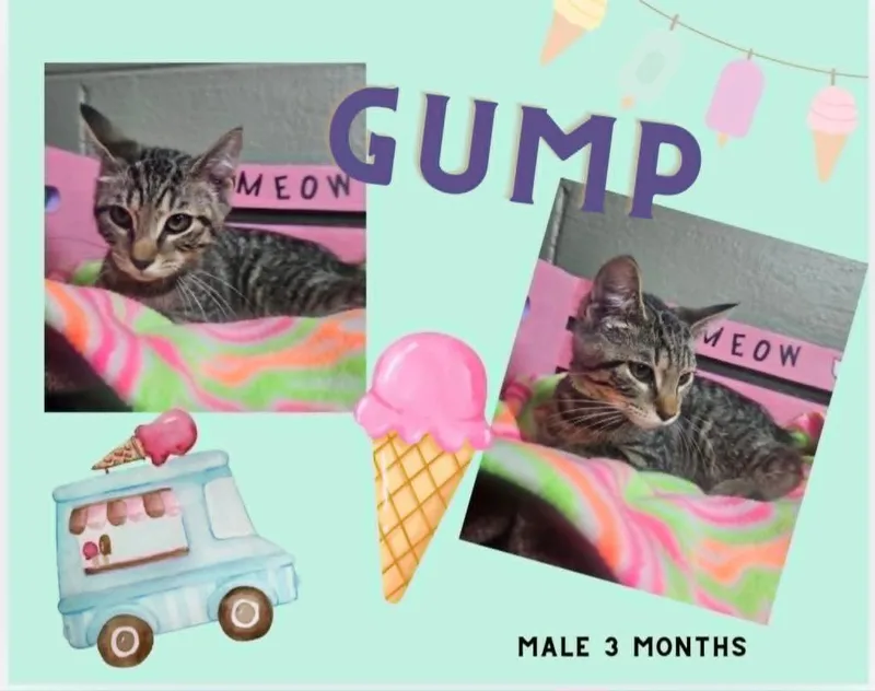 A baby small-sized male Domestic Short Hair cat named Gump for adoption in Blountville, TN