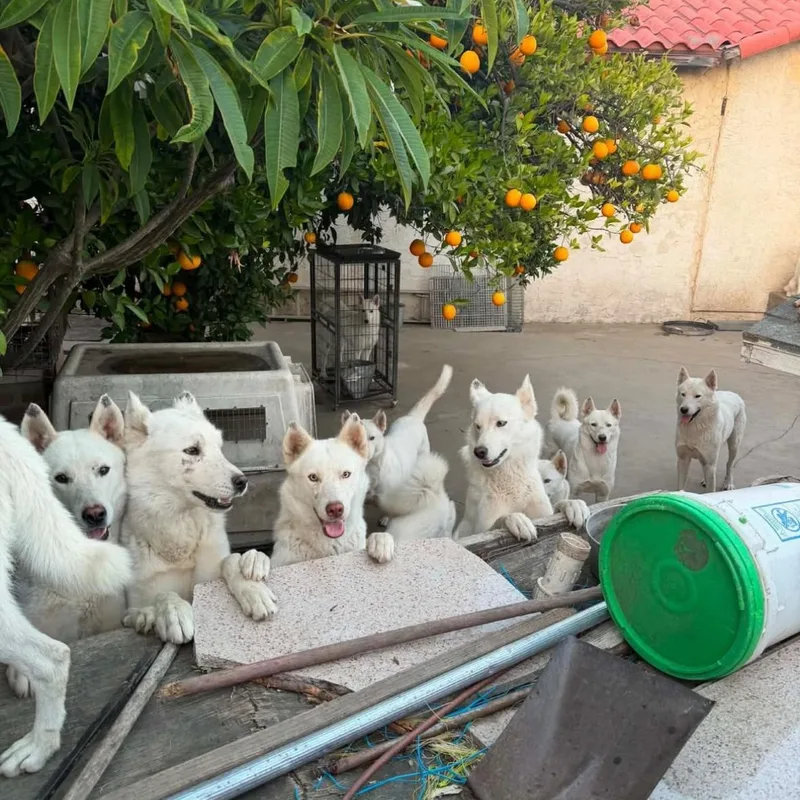 A baby medium-sized female White / Cream Canaan Dog dog named Month Old White Canaan for adoption in Torrance, CA