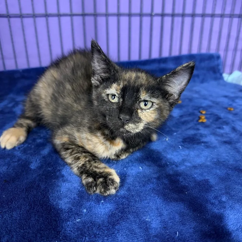 A baby small-sized female Brown / Chocolate Siberian cat named Curry for adoption in Mount Vernon, IL