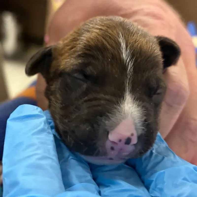 A baby small-sized male Brindle Border Collie dog named Lincoln for adoption in Yuma, AZ