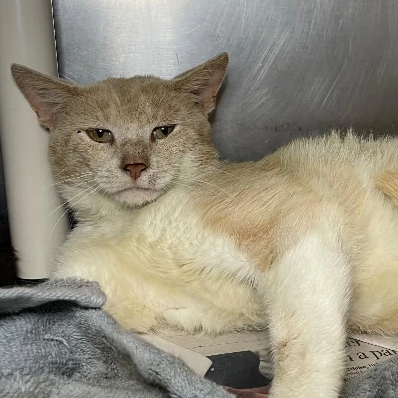 An adult medium-sized male Domestic Short Hair cat named Grapefruit for adoption in Roanoke, VA