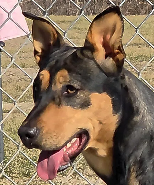 A young large-sized female Mixed Breed dog named Zelda for adoption in Rogers, AR