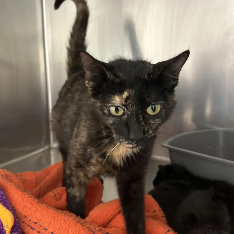 An adult medium-sized female Tortoiseshell Domestic Short Hair cat named Dior for adoption in Leander, TX