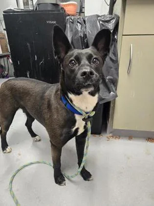 An adult medium-sized female Mixed Breed dog named Joyce Byers for adoption in West Chester, PA