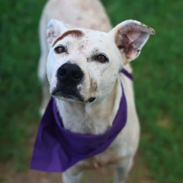 An adult medium-sized male Labrador Retriever dog named Camebert for adoption in San Antonio, TX