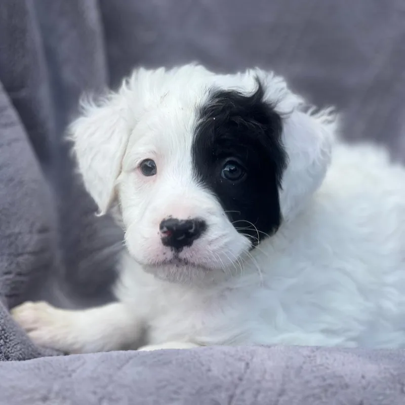 A baby large-sized male Shepherd dog named Dakota Pup  Laramie for adoption in San Diego, CA