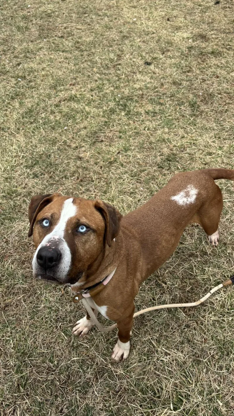 An adult large-sized male American Staffordshire Terrier dog named Caspian for adoption in Front Royal, VA