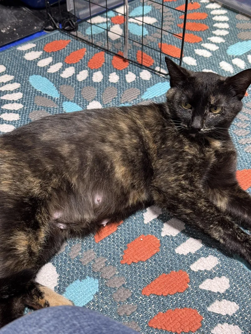 An adult medium-sized female Domestic Short Hair cat named Gigi for adoption in Lake Saint Louis, MO