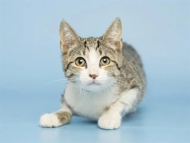 A baby small-sized female Domestic Short Hair cat named Billie for adoption in Phoenix, AZ