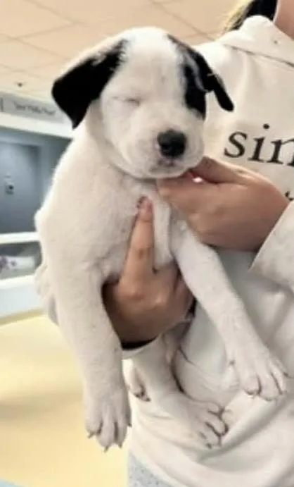 A baby medium-sized male Tricolor (Brown, Black, & White) Labrador Retriever dog named Martin for adoption in Statesville, NC