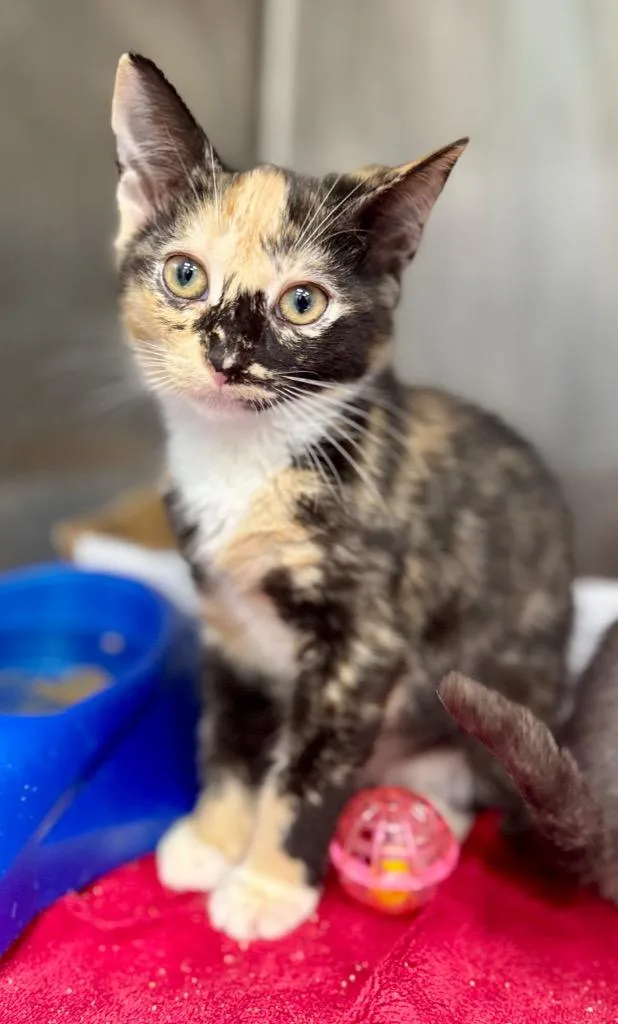 A baby medium-sized female Domestic Short Hair cat named Andy for adoption in Danielsville, GA