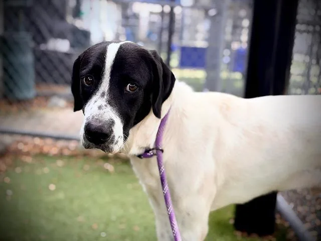 A young large-sized male Pointer dog named Finnigan for adoption in Orlando, FL