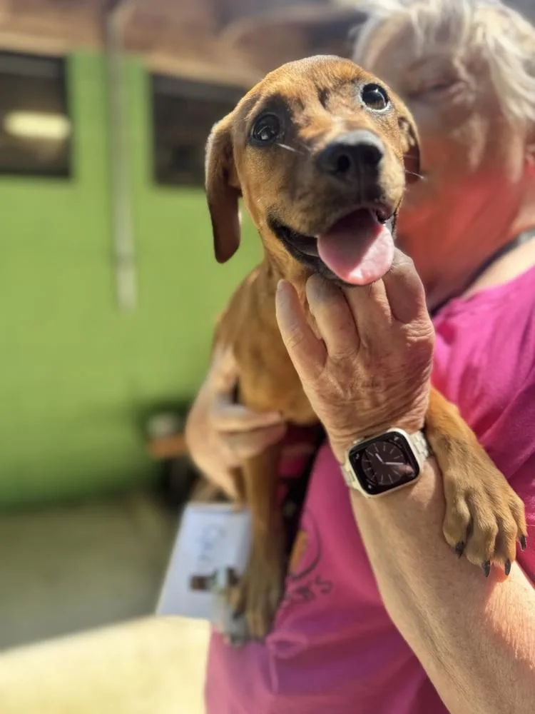 A baby small-sized male Brown / Chocolate Chihuahua dog named Asterin for adoption in Elmsford, NY