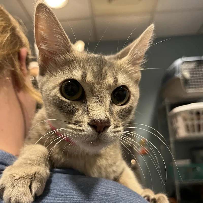 A young medium-sized female Gray / Blue / Silver Domestic Short Hair cat named Darcie for adoption in Chattanooga, TN