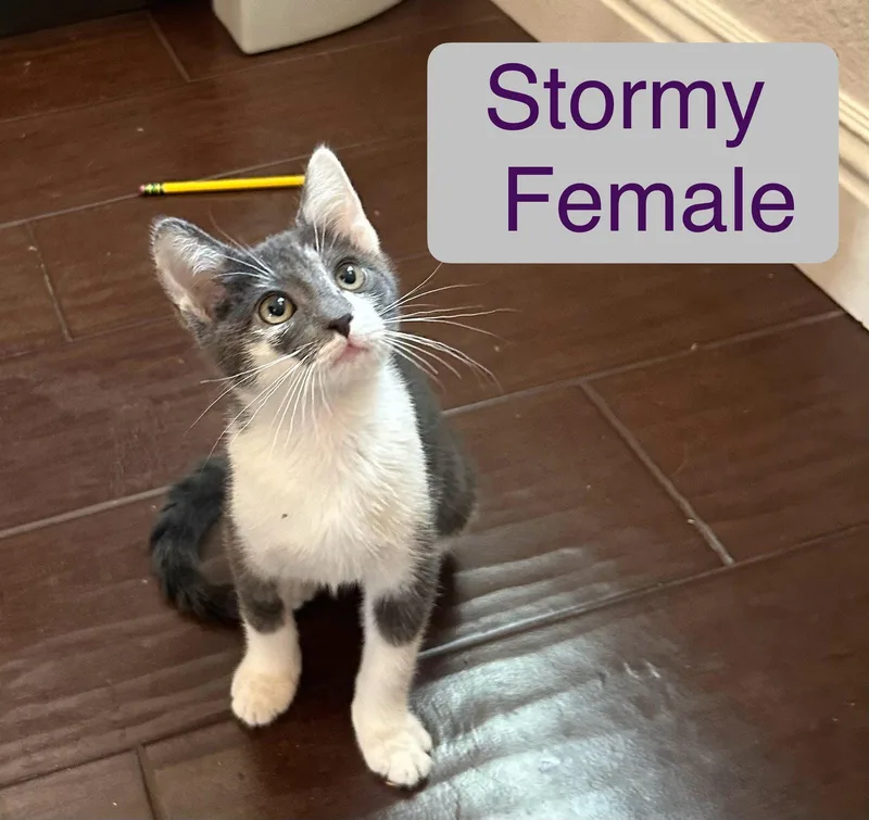 A baby small-sized female Gray & White Domestic Short Hair cat named Stormy for adoption in El Centro, CA