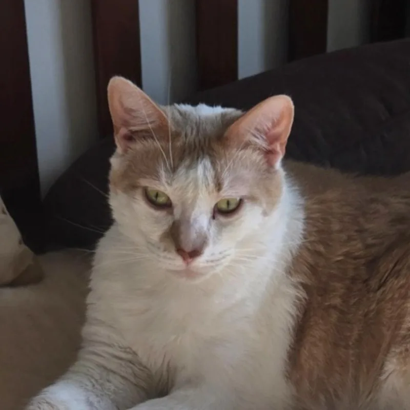 An adult small-sized male Orange / Red Domestic Short Hair cat named Chester PGAC for adoption in Merrifield, VA