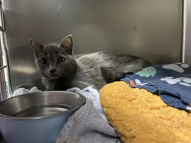 A young small-sized female Domestic Short Hair cat named Maple Syrup Pancakes for adoption in Albuquerque, NM