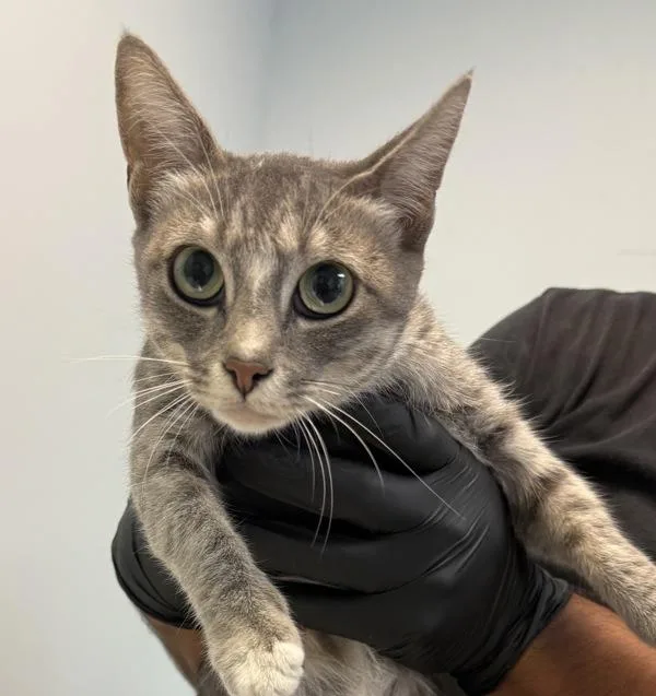 An adult small-sized female Domestic Short Hair cat named Mars for adoption in San Diego, CA