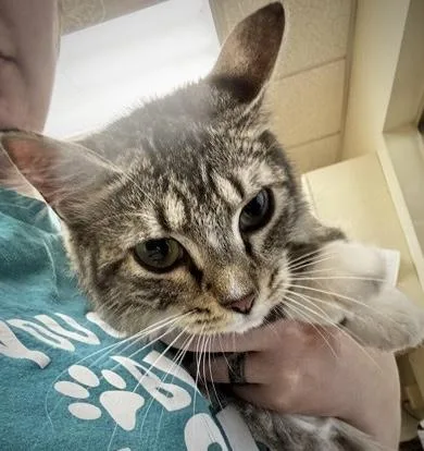 A young small-sized female Domestic Medium Hair cat named Shake n Bake for adoption in Burlington, WA
