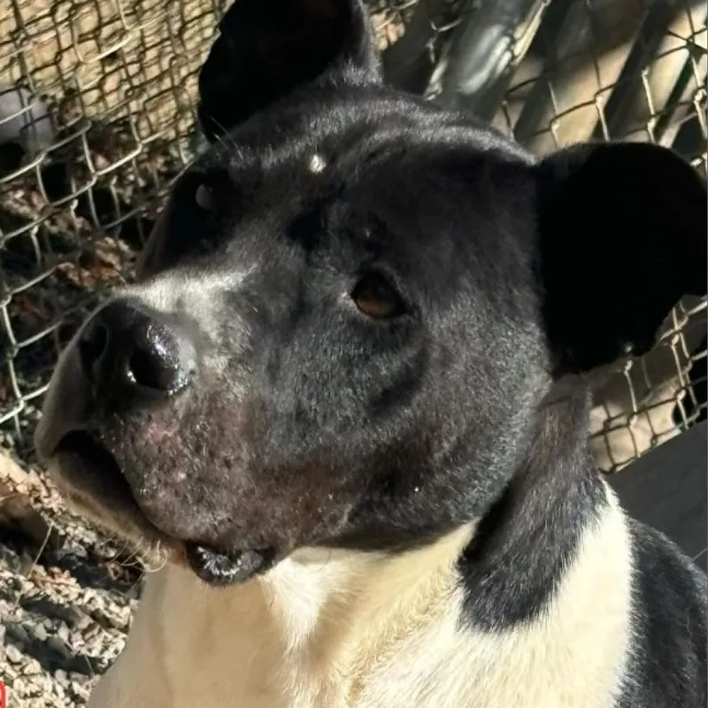An adult medium-sized male Terrier dog named Banjo for adoption in Marble, NC