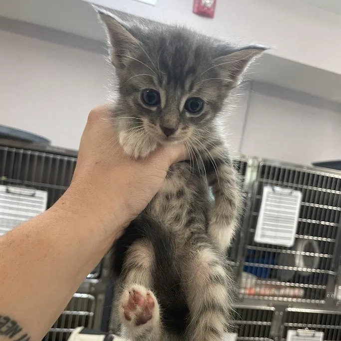 A baby small-sized male Gray / Blue / Silver Domestic Short Hair cat named Sox for adoption in Port Charlotte, FL