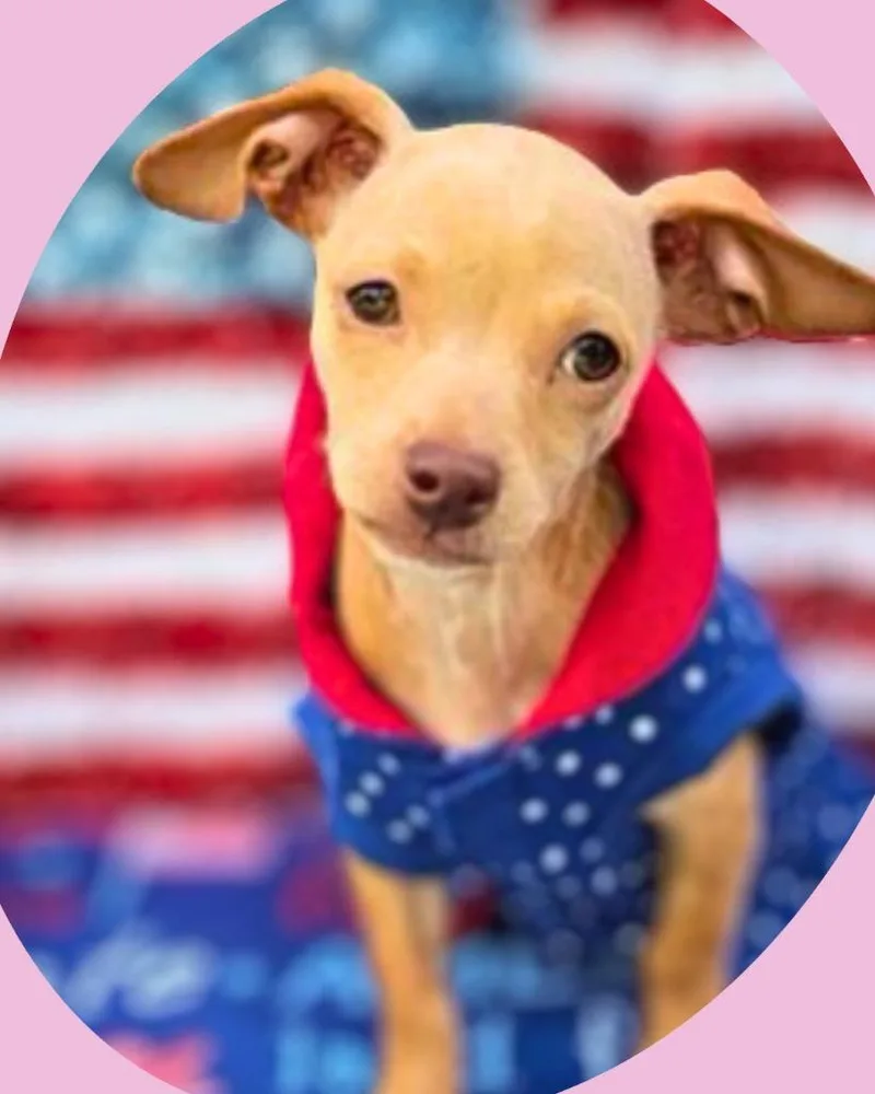 A baby small-sized female Chihuahua dog named Fawn for adoption in Bryan, TX