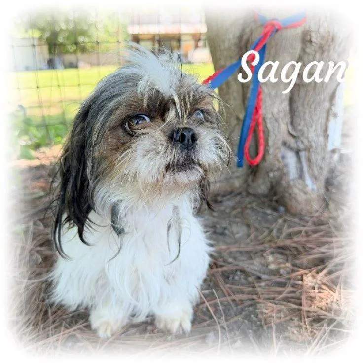 An adult small-sized male Gray / Blue / Silver Shih Tzu dog named Sagan for adoption in Tulsa, OK