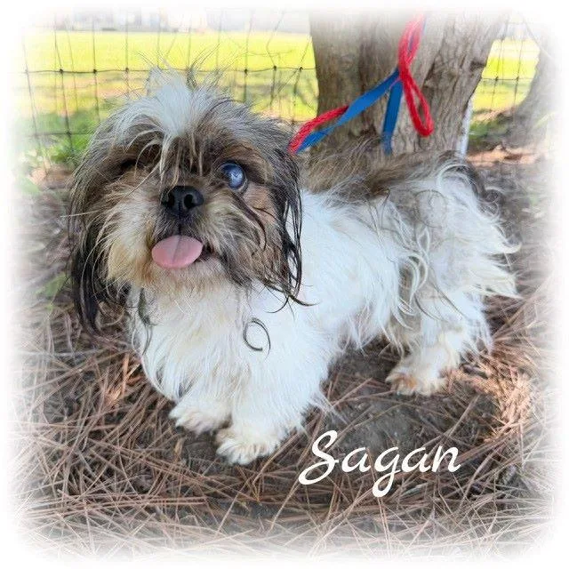 Sagan thumbnail 2