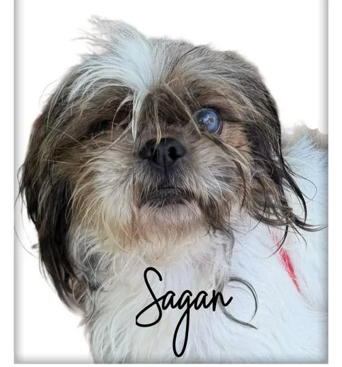 Sagan thumbnail 3