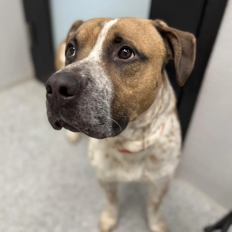 A young medium-sized male Mixed Breed dog named Cupcake for adoption in Monticello, IA