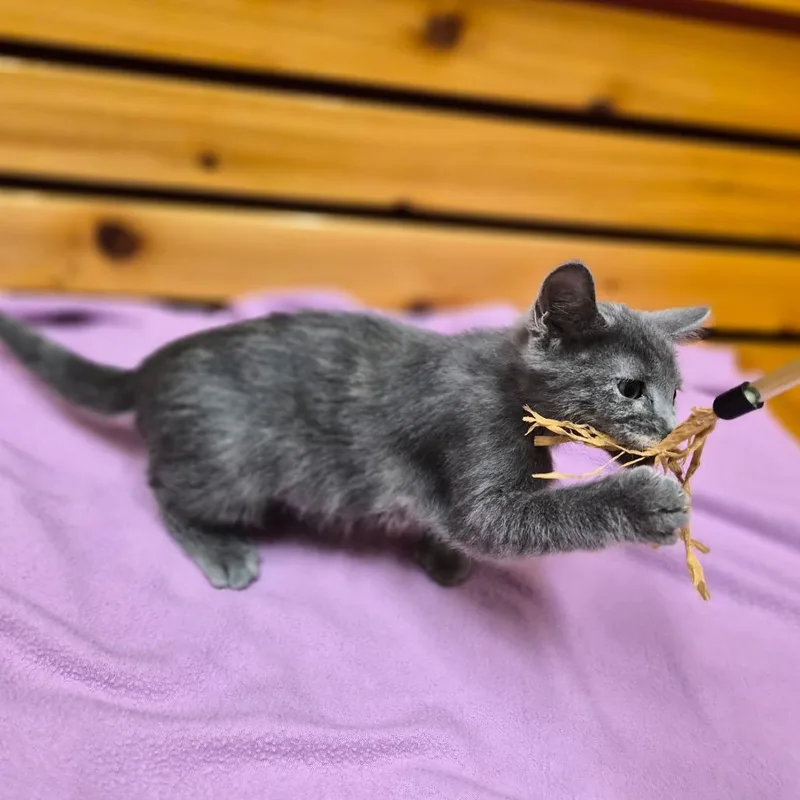 A baby small-sized female Domestic Short Hair cat named Melody for adoption in Woodstock, IL