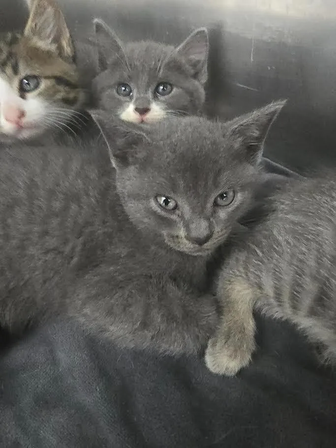 A baby large-sized female Domestic Short Hair cat named Rowena for adoption in Glenfield, NY