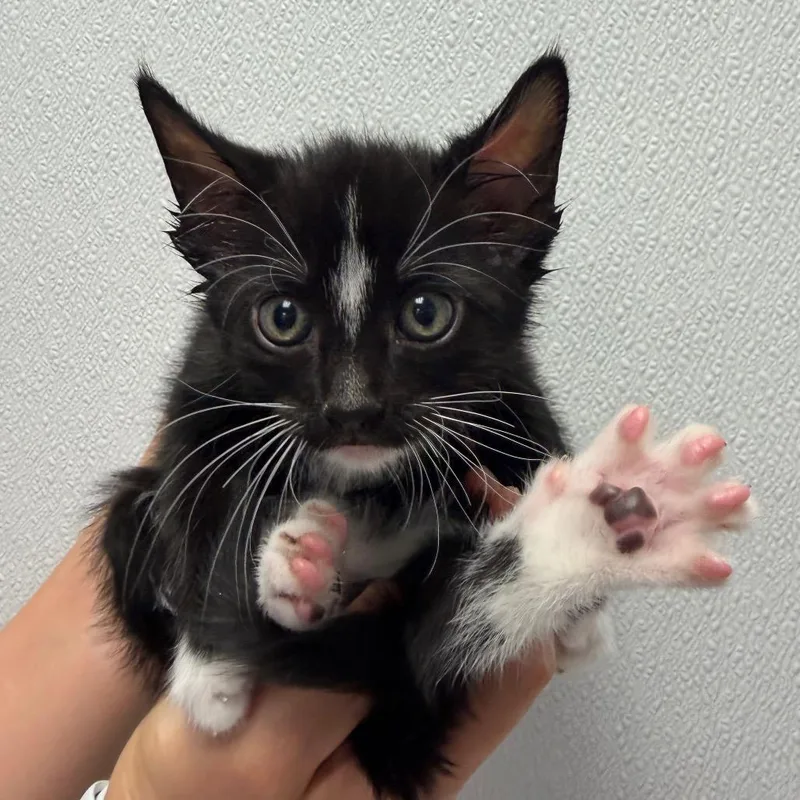 A baby small-sized male Black Domestic Medium Hair cat named Thumber for adoption in Sunnyvale, CA