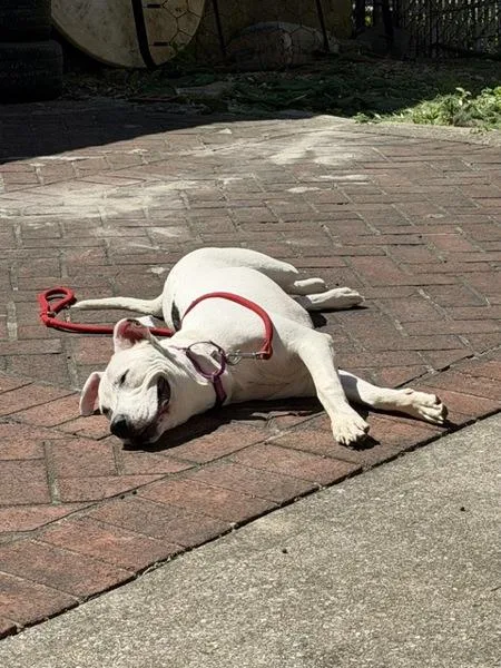 A young medium-sized female Mixed Breed dog named Cloud Milkyway Galaxy for adoption in New York, NY
