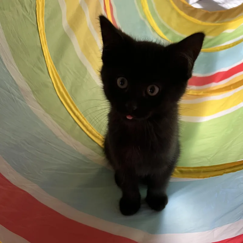 A baby small-sized male Black Domestic Short Hair cat named Chives for adoption in Hartville, OH